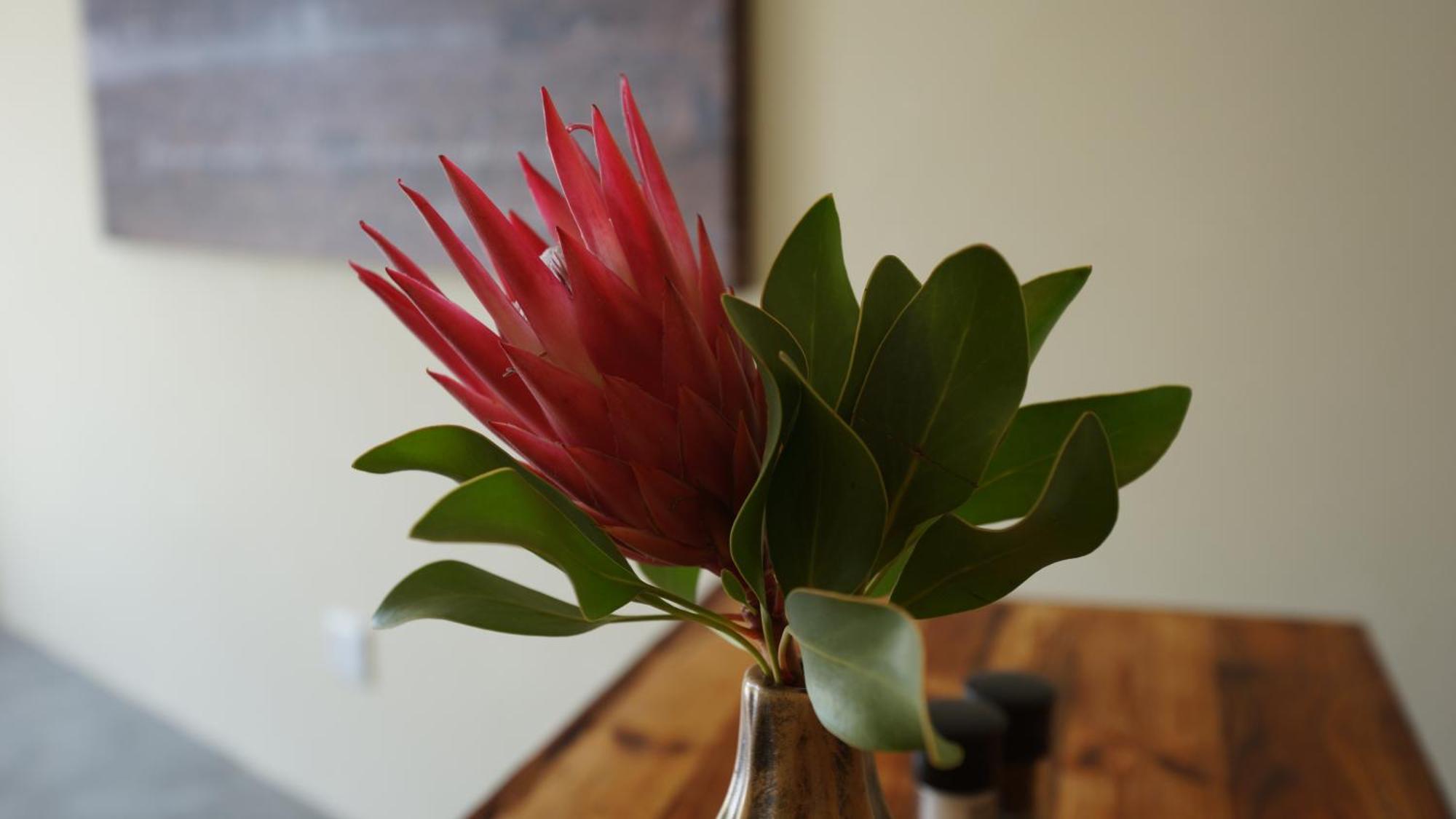 Stellar Overberg Travellers Lodge Napier 외부 사진