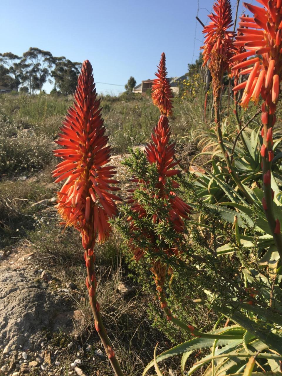 Stellar Overberg Travellers Lodge Napier 외부 사진